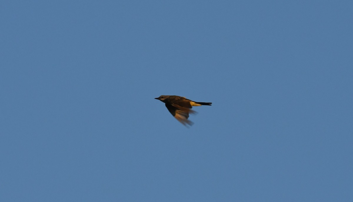 yellow-bellied kingbird sp. - ML623258385