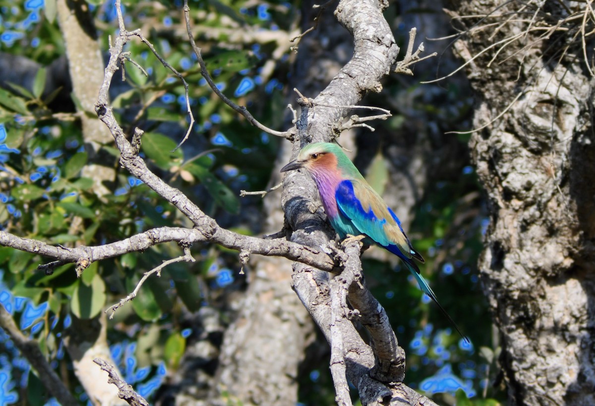 Lilac-breasted Roller - ML623258392