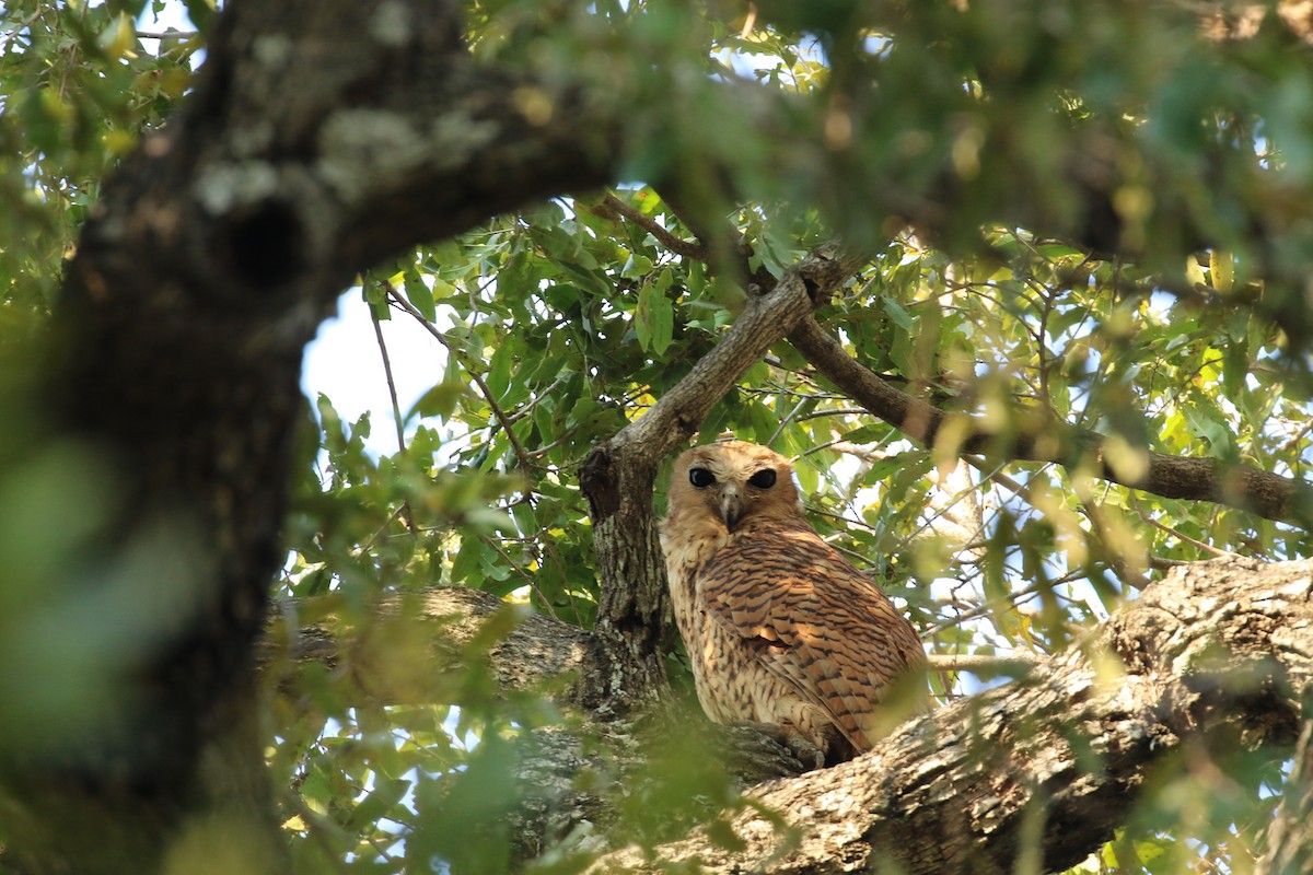 Pel's Fishing-Owl - Anne-Marie Harris