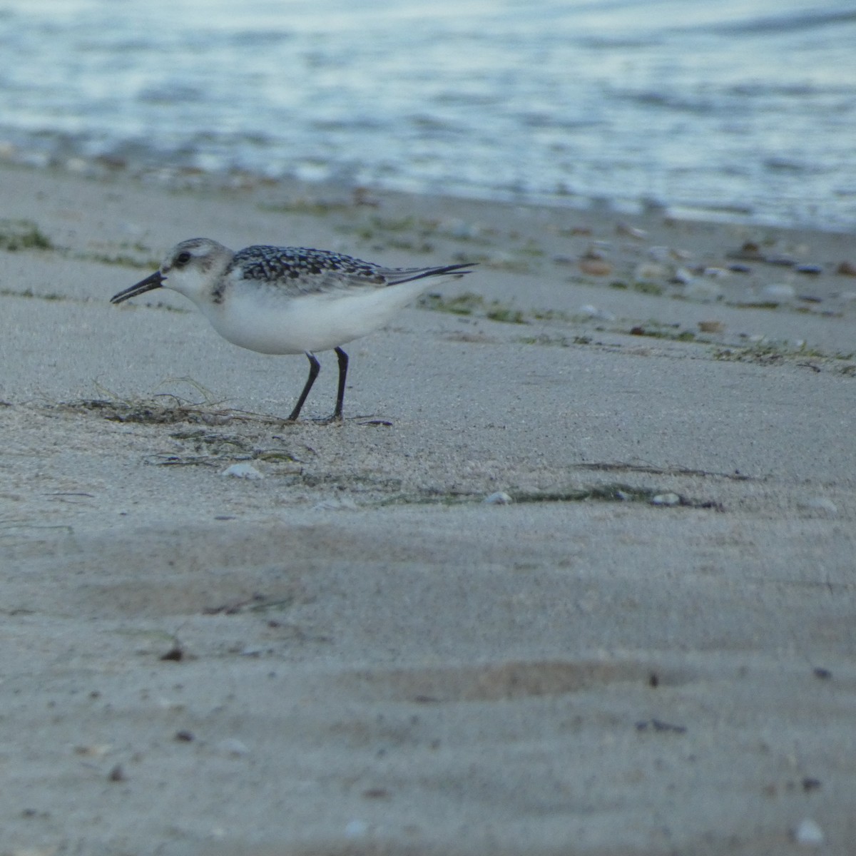 Sanderling - ML623258433