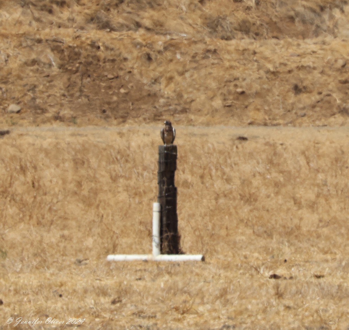 Swainson's Hawk - ML623258458