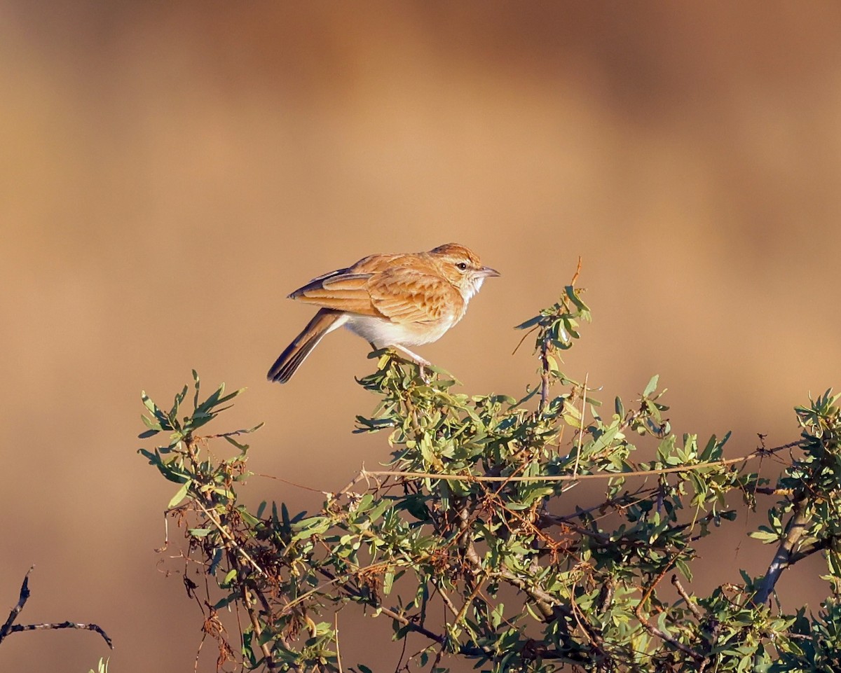 Fawn-colored Lark - Adam Dudley