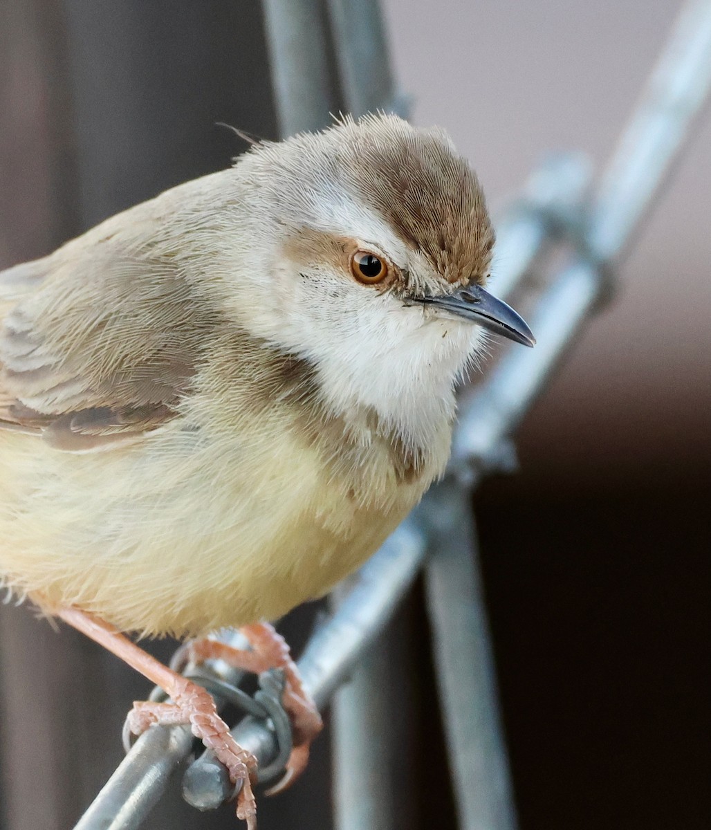 Prinia à plastron - ML623258470