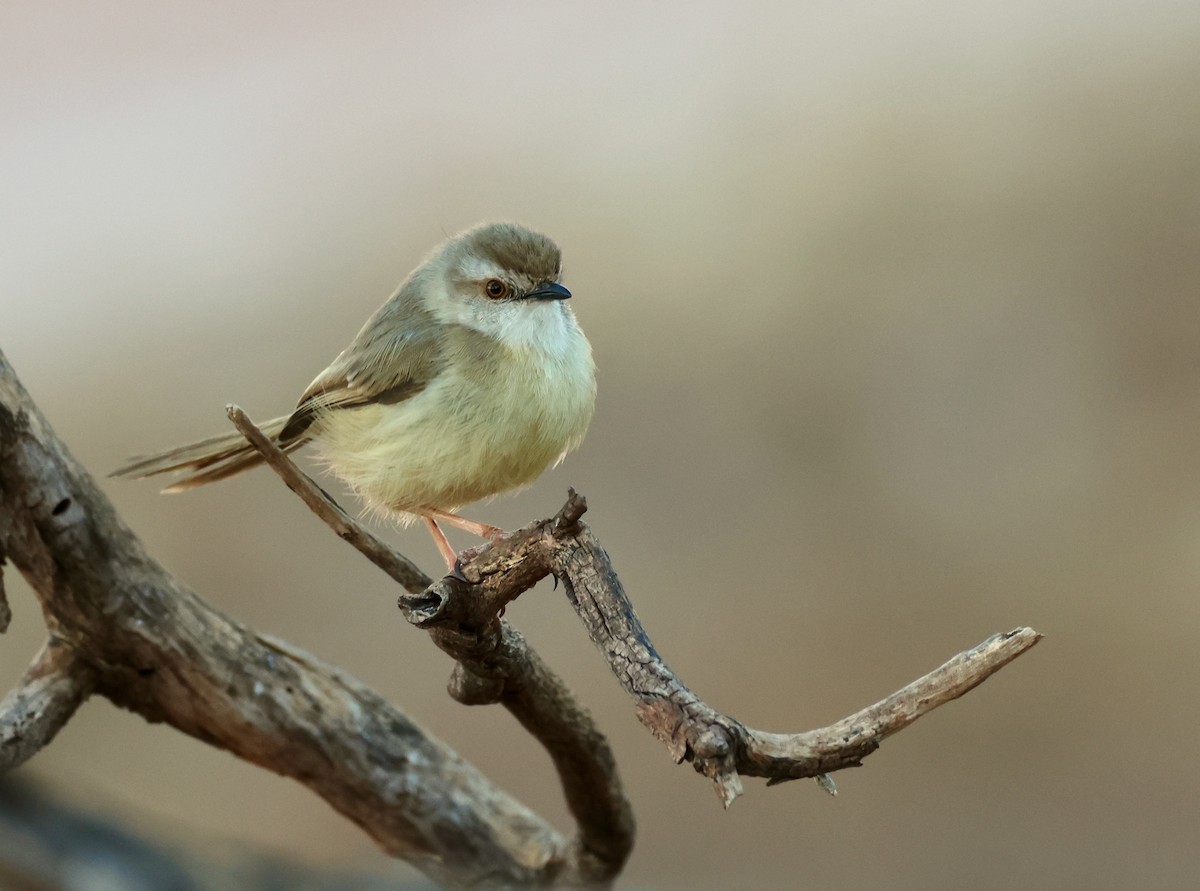 Prinia à plastron - ML623258471