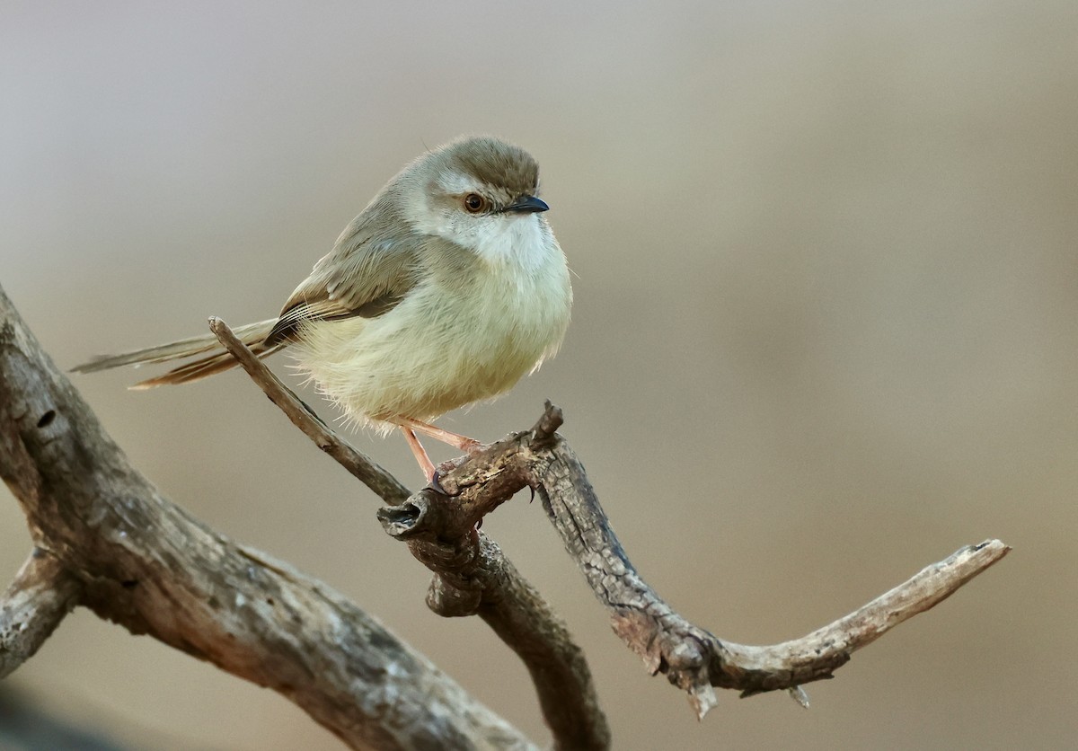 Prinia à plastron - ML623258472