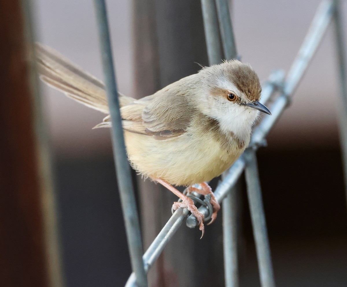 Prinia à plastron - ML623258473