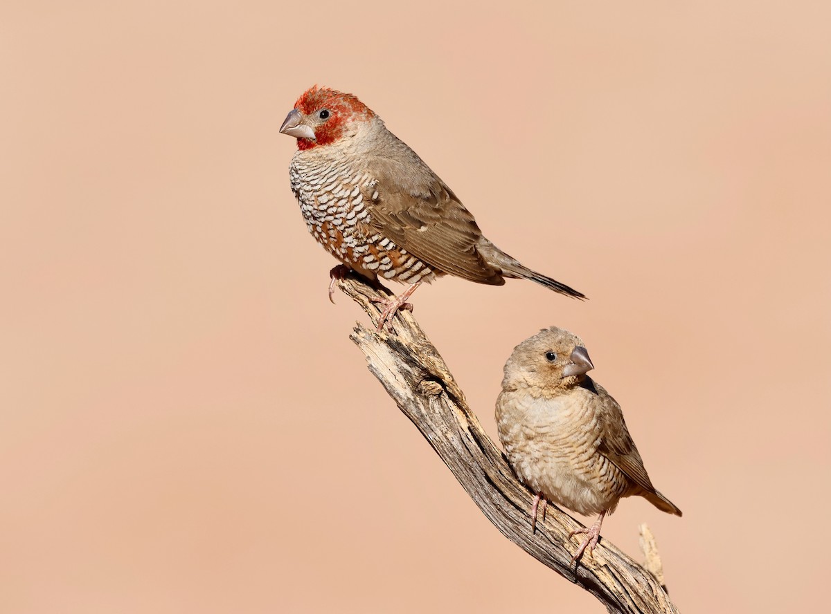 Red-headed Finch - Adam Dudley