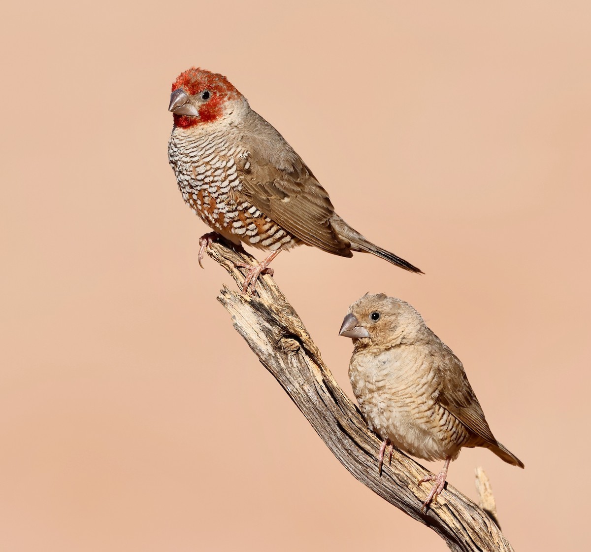 Red-headed Finch - ML623258494