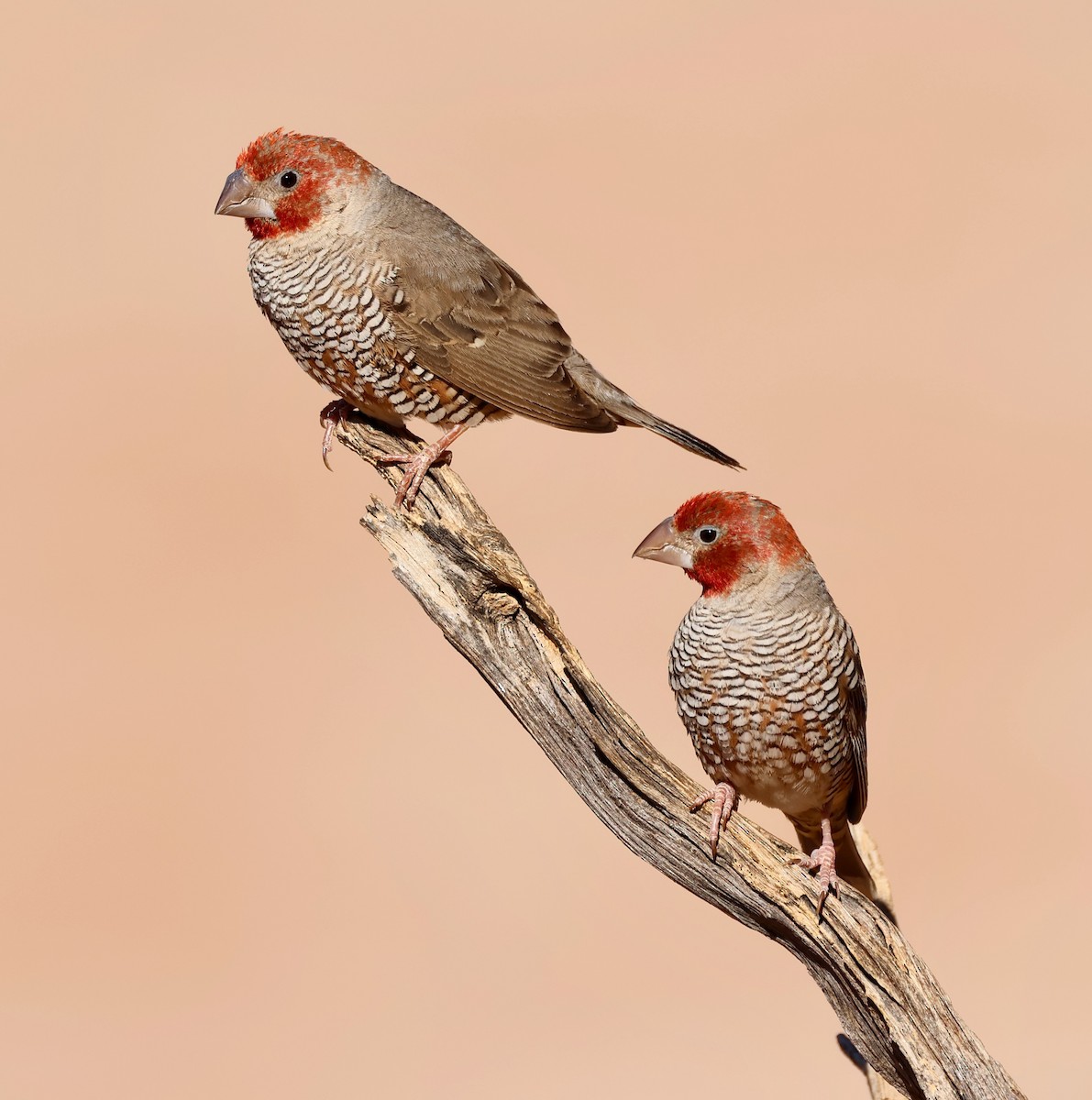 Red-headed Finch - ML623258495