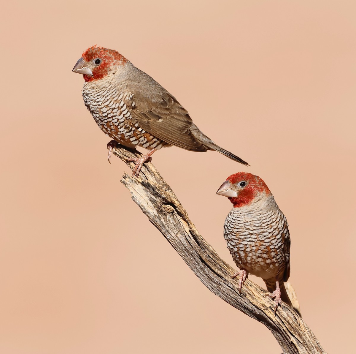 Red-headed Finch - ML623258496