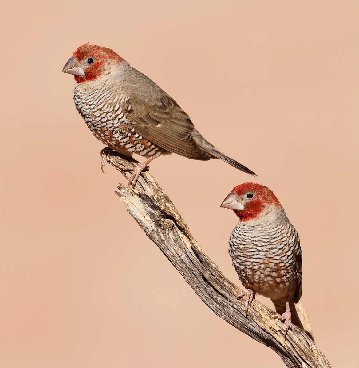 Red-headed Finch - Adam Dudley