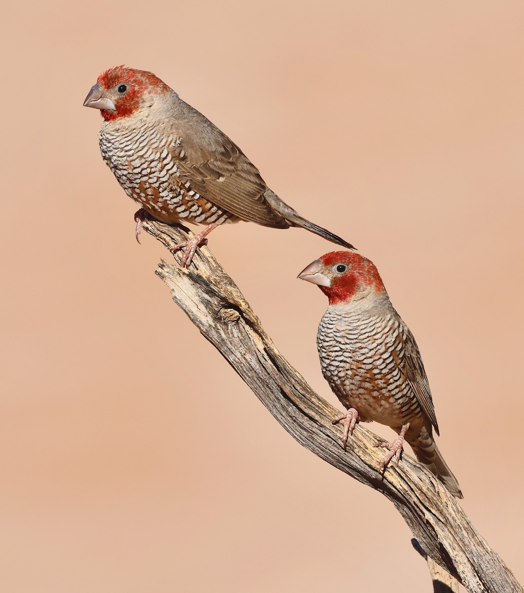 Red-headed Finch - ML623258498