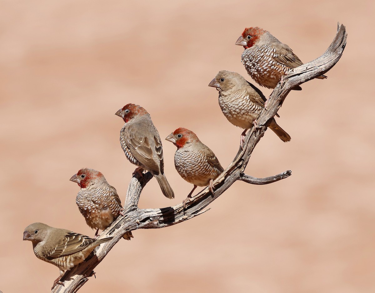 Red-headed Finch - ML623258499