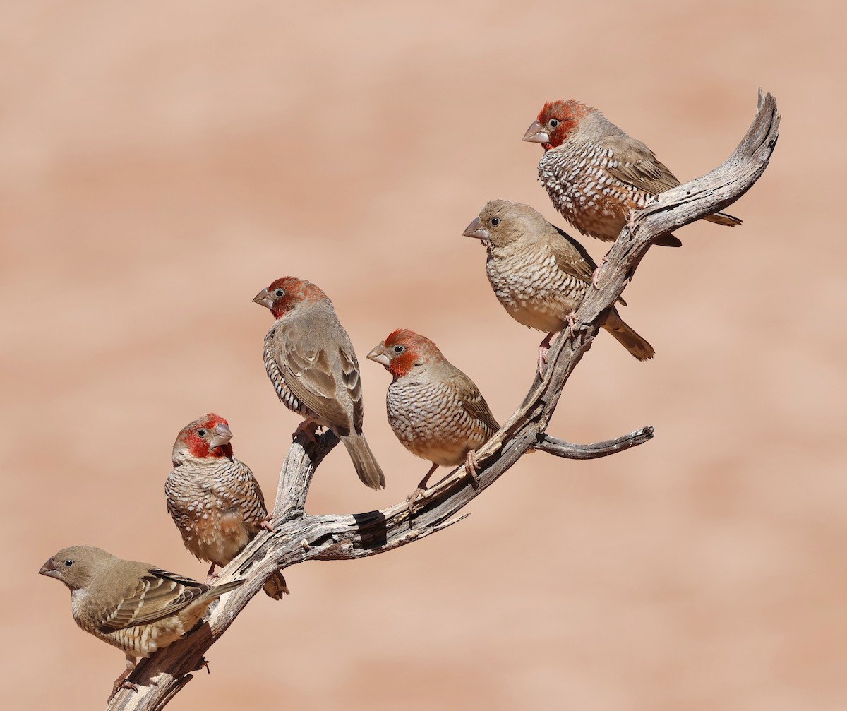 Red-headed Finch - ML623258500