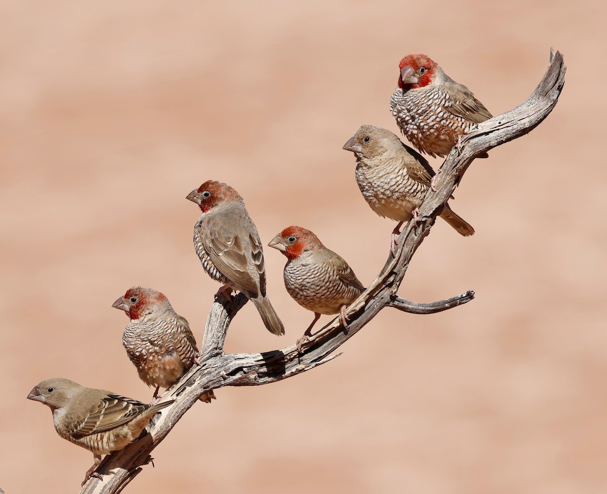 Red-headed Finch - ML623258501