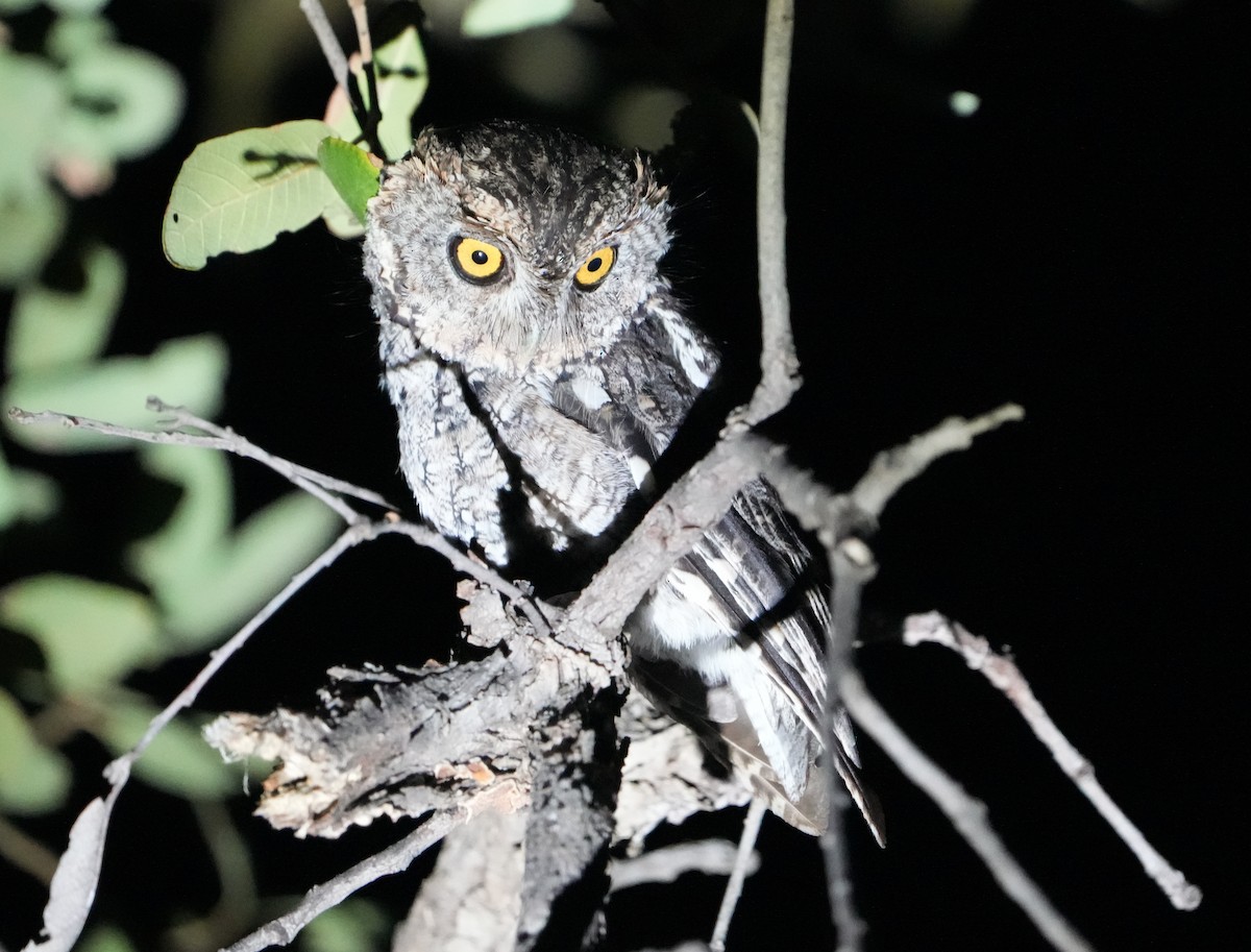 Whiskered Screech-Owl - ML623258516