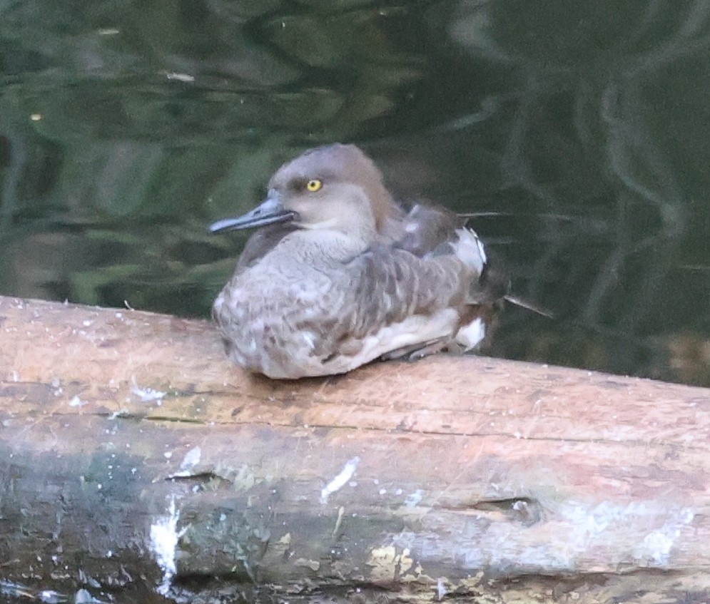 Hooded Merganser - ML623258582