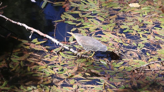 Green Heron - ML623258592