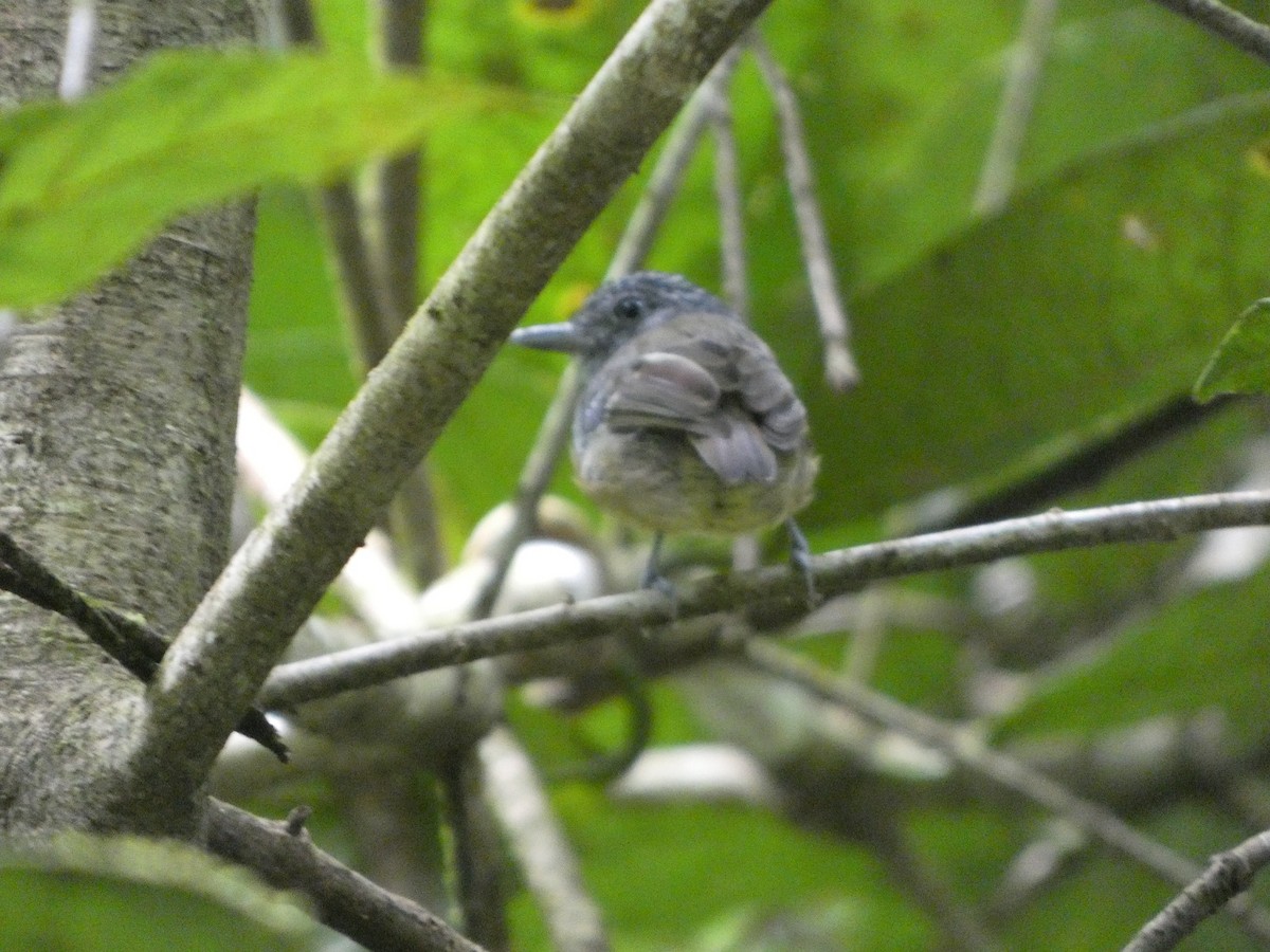 Streak-crowned Antvireo - ML623258630