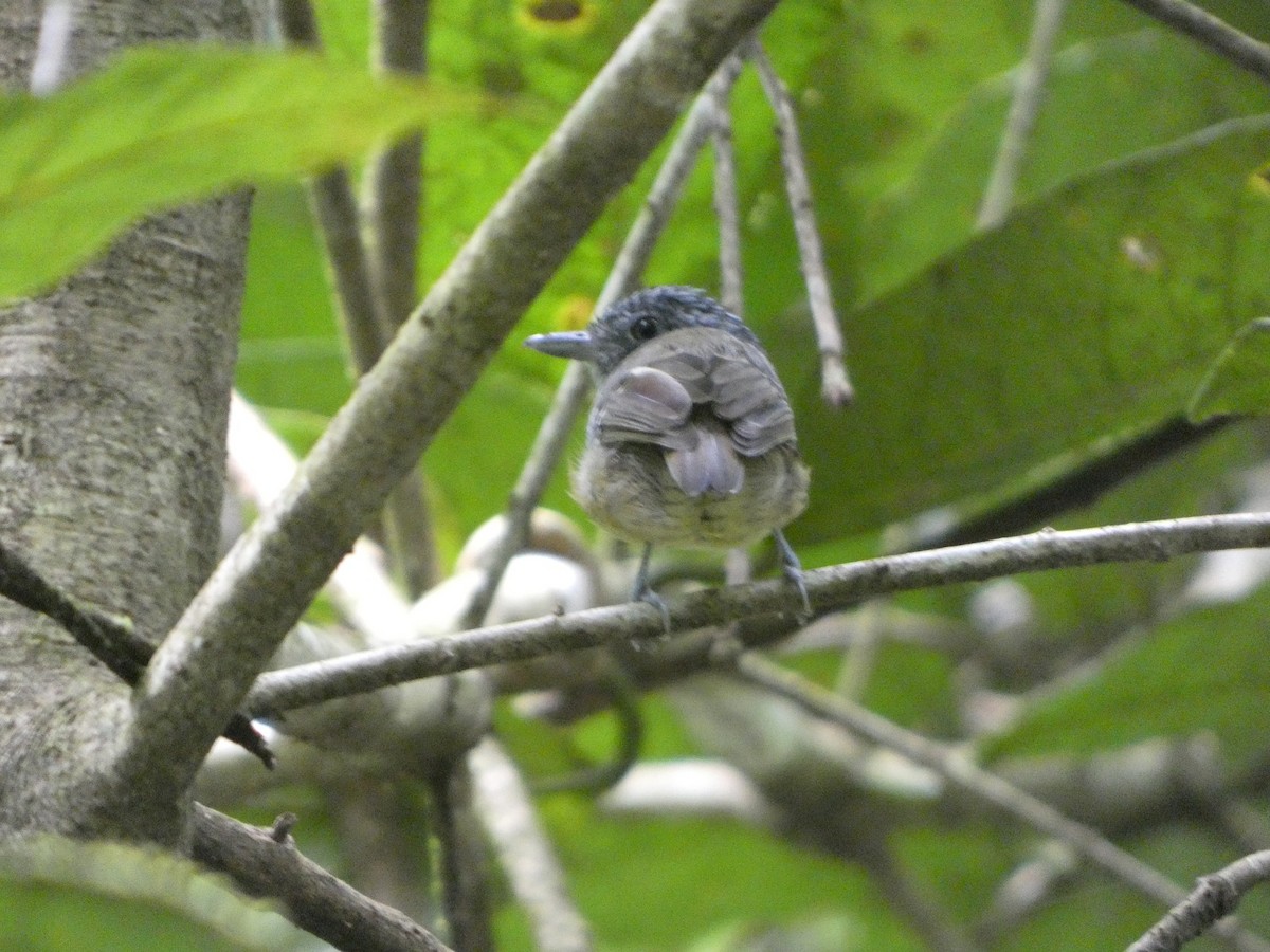 Streak-crowned Antvireo - ML623258631