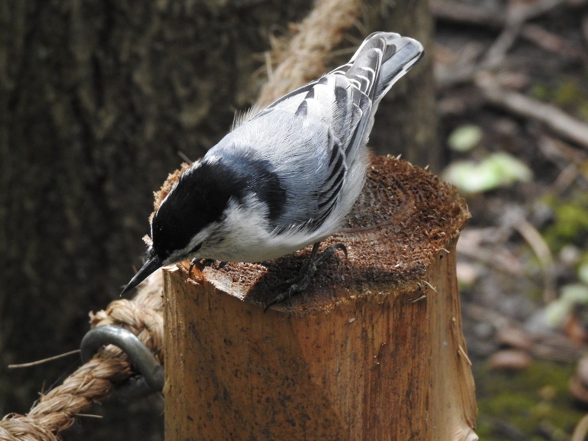 White-breasted Nuthatch - ML623258642