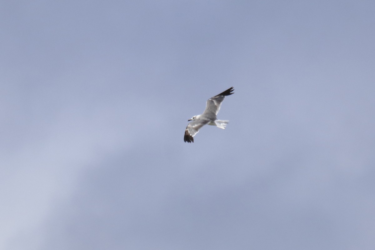 Gaviota Guanaguanare - ML623258663