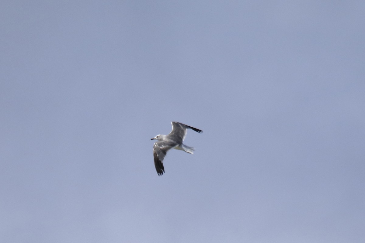 Gaviota Guanaguanare - ML623258664