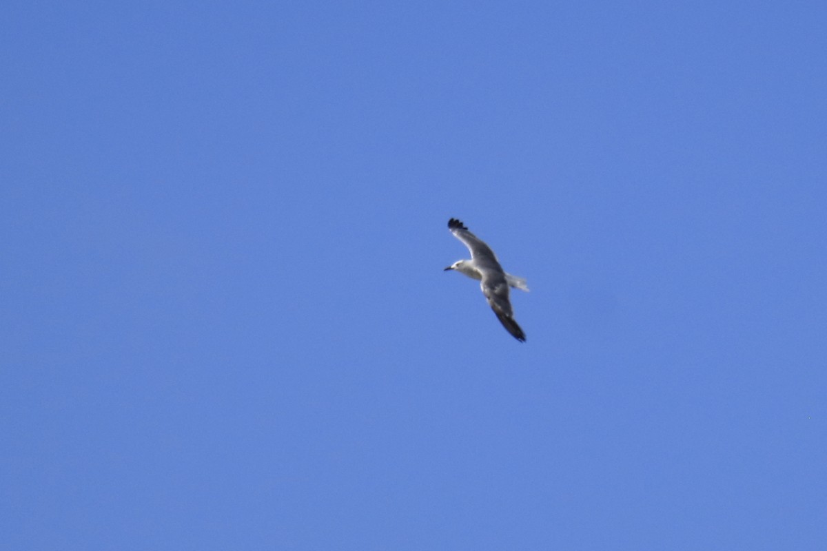 Gaviota Guanaguanare - ML623258665