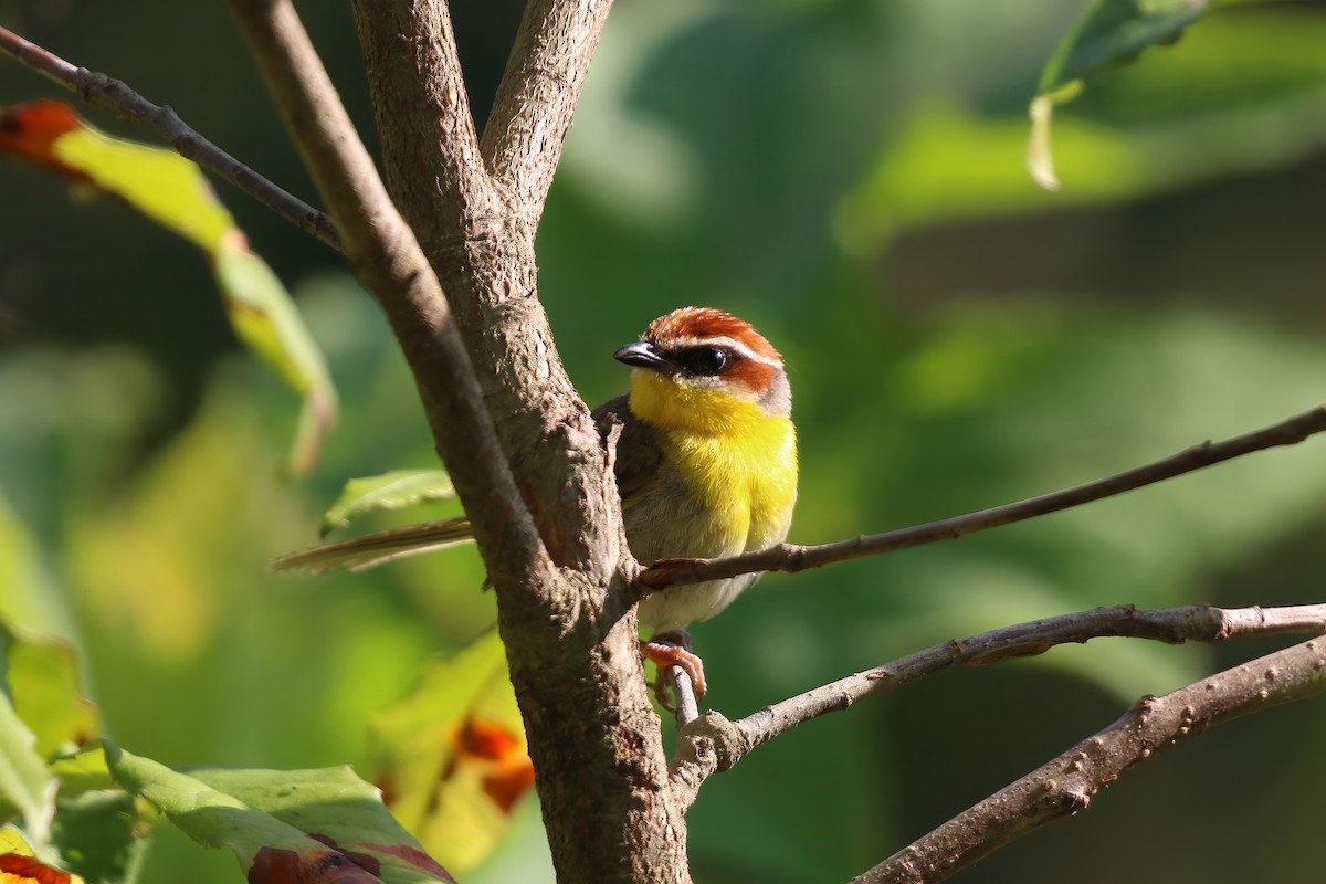 Rufous-capped Warbler (rufifrons Group) - ML623258666