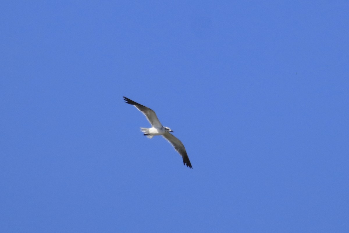 Gaviota Guanaguanare - ML623258674