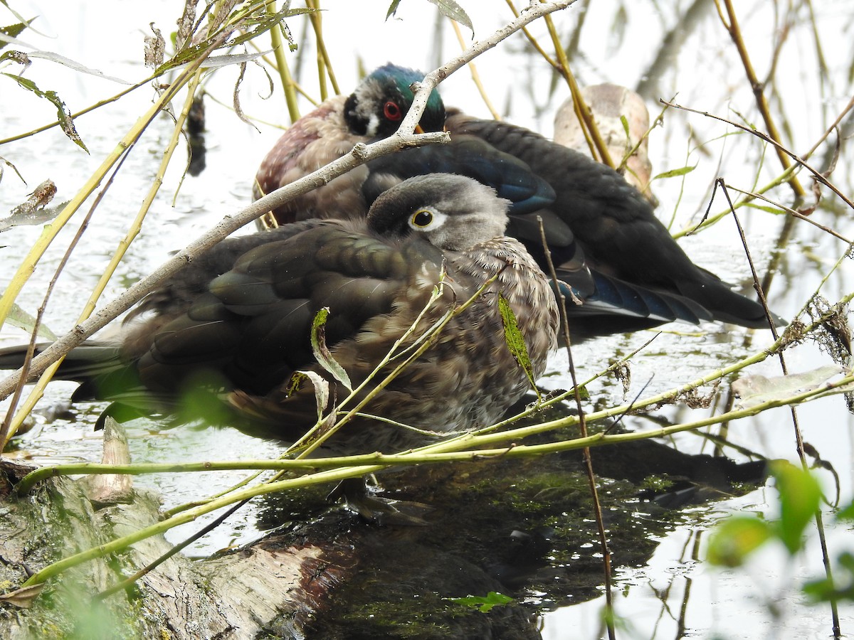 Wood Duck - ML623258686