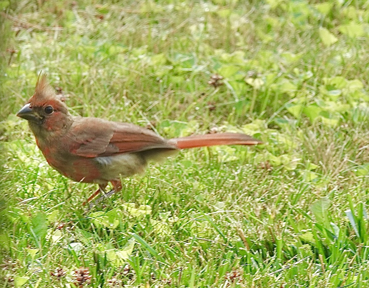 Cardinal rouge - ML623258687