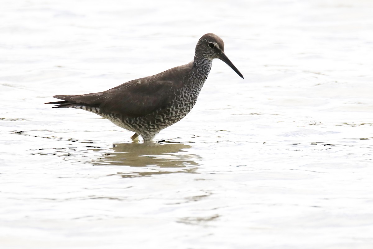 Wandering Tattler - Mario Farr