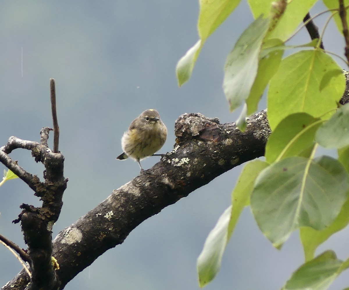 Yellow-rumped Warbler - Mary McCafferty