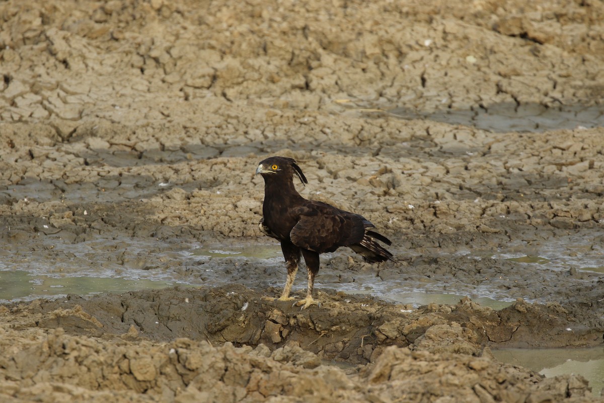 Long-crested Eagle - ML623258752