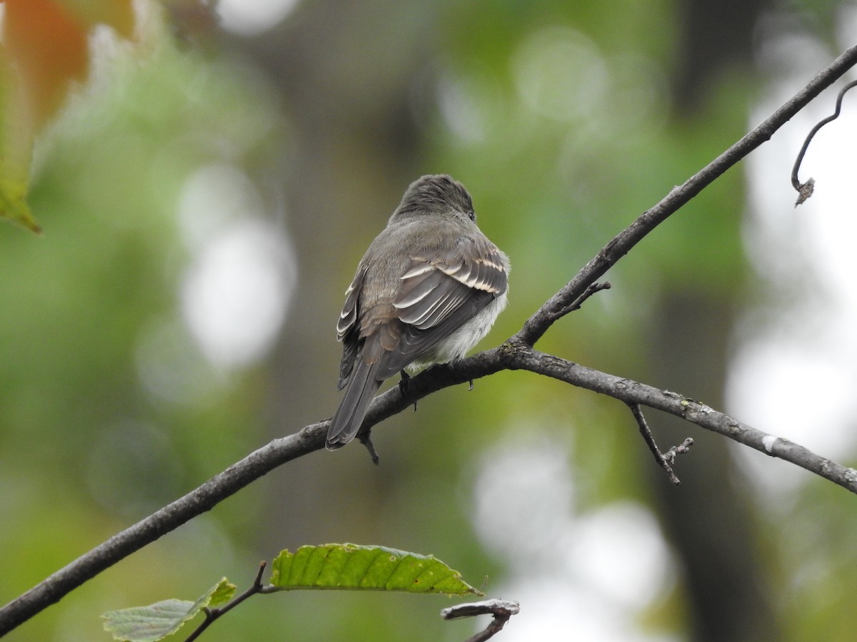 Least Flycatcher - ML623258754