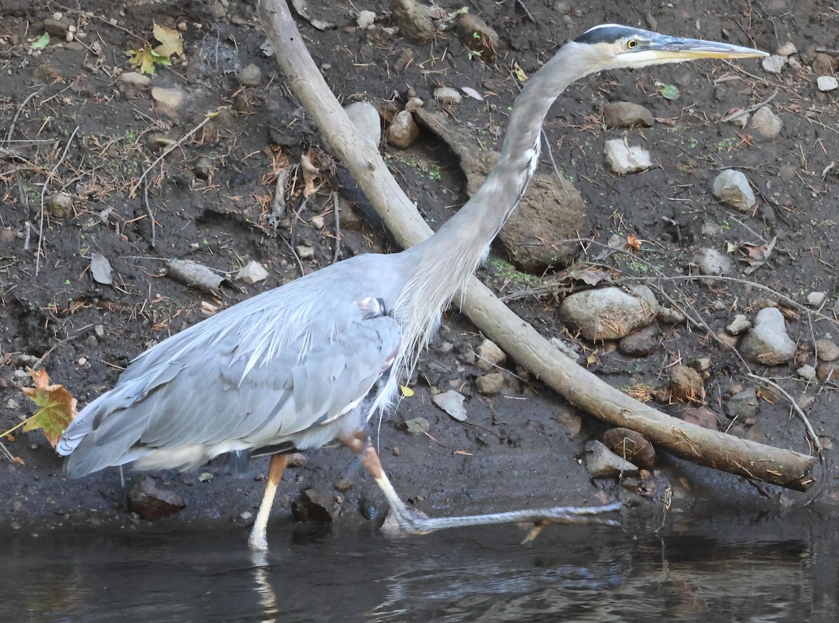 Great Blue Heron - ML623258762