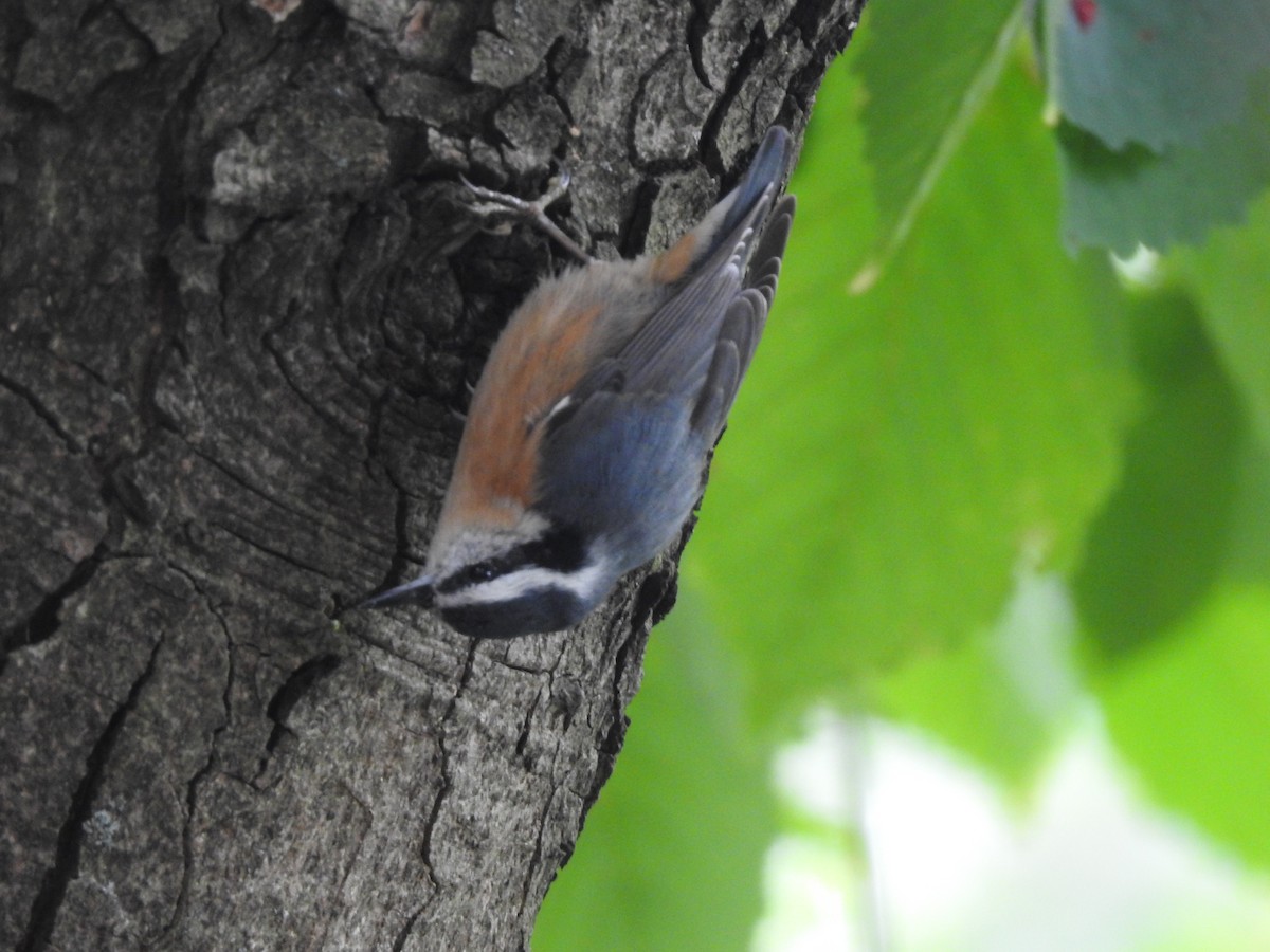 Red-breasted Nuthatch - ML623258799