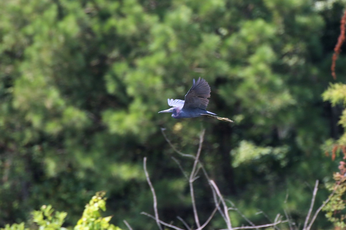 volavka modrošedá - ML623258817