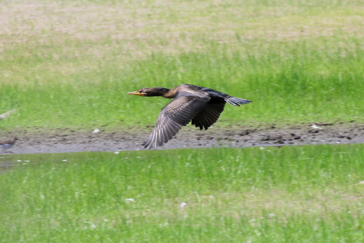 kormorán ušatý - ML623258821