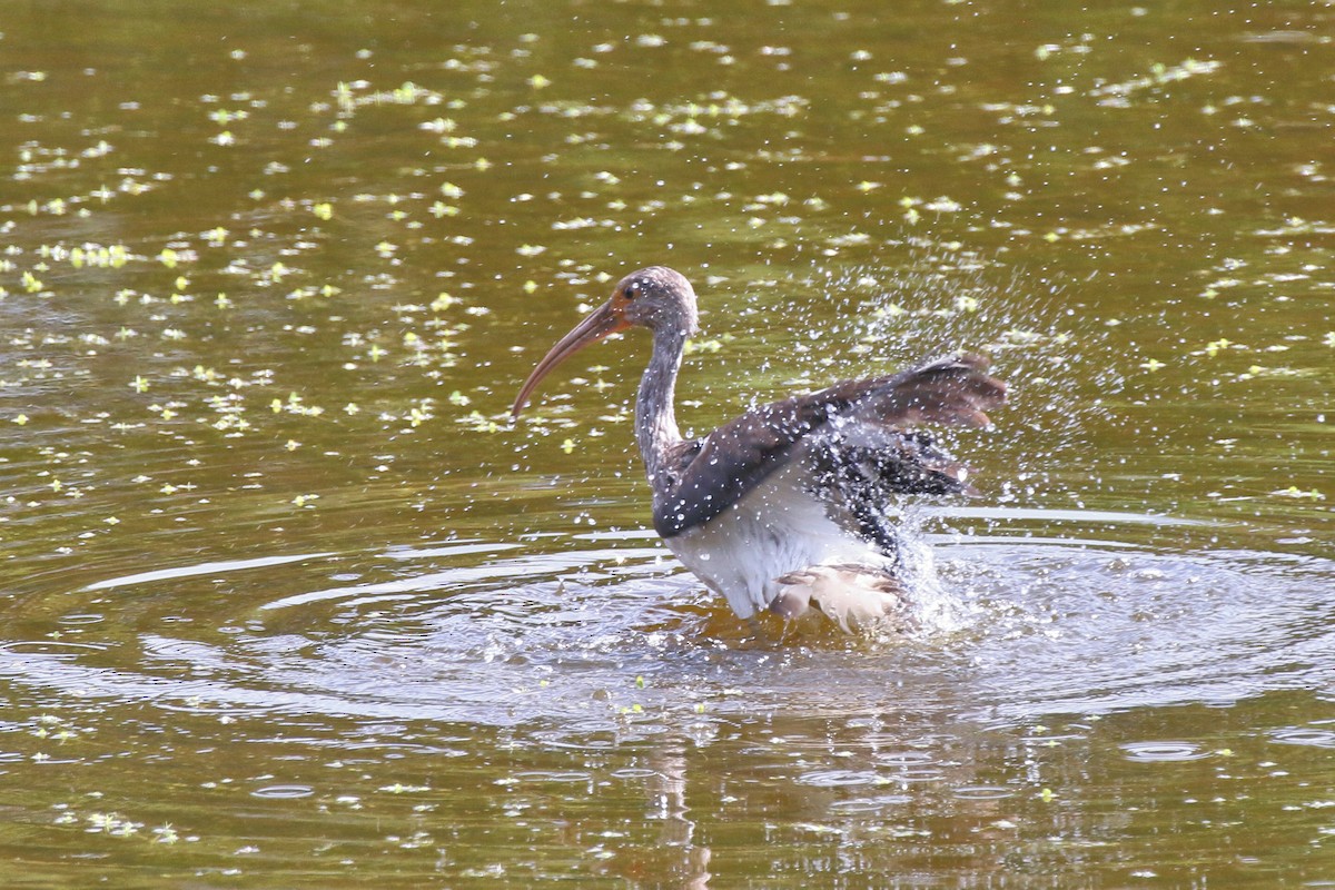 ibis bílý - ML623258837