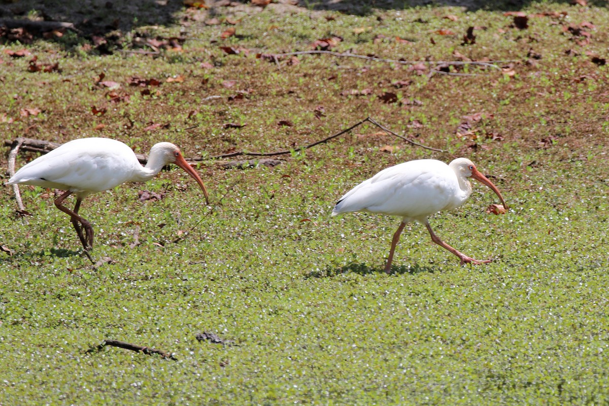 ibis bílý - ML623258838
