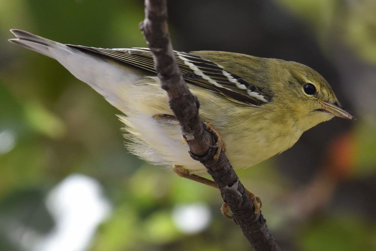 Blackpoll Warbler - ML623258875