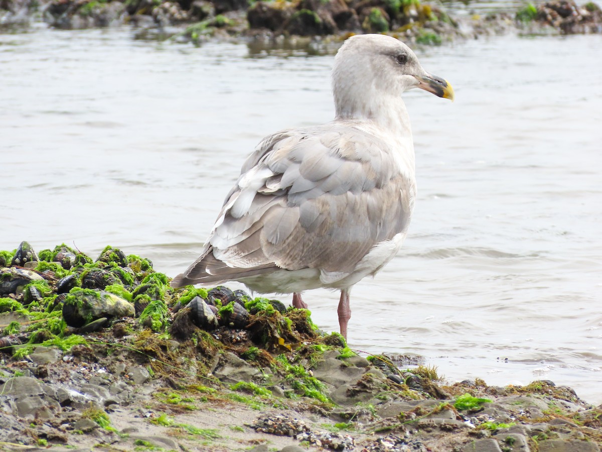 Glaucous-winged Gull - ML623258896