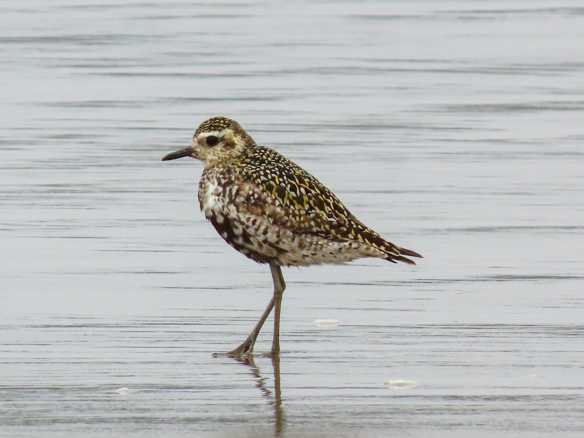 Pacific Golden-Plover - ML623258927