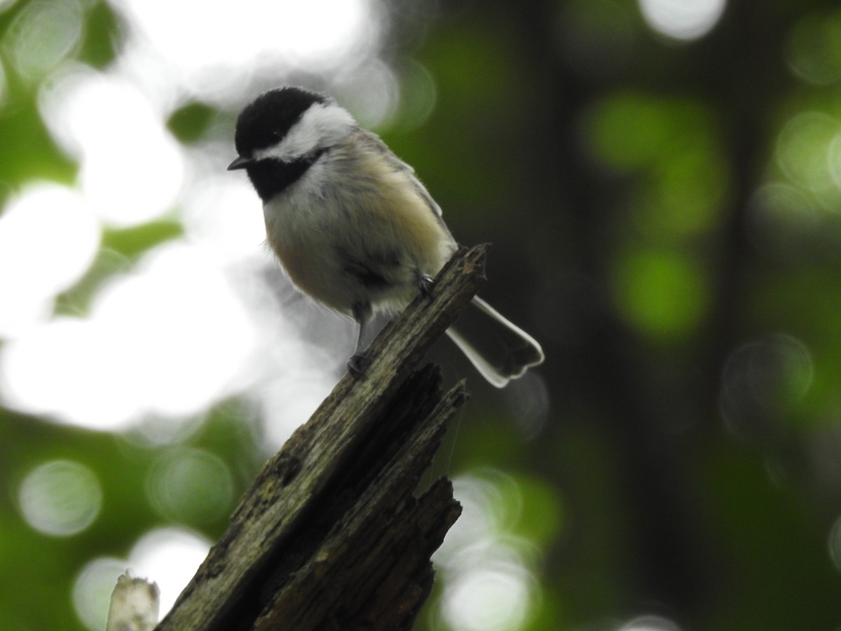 Black-capped Chickadee - ML623258930