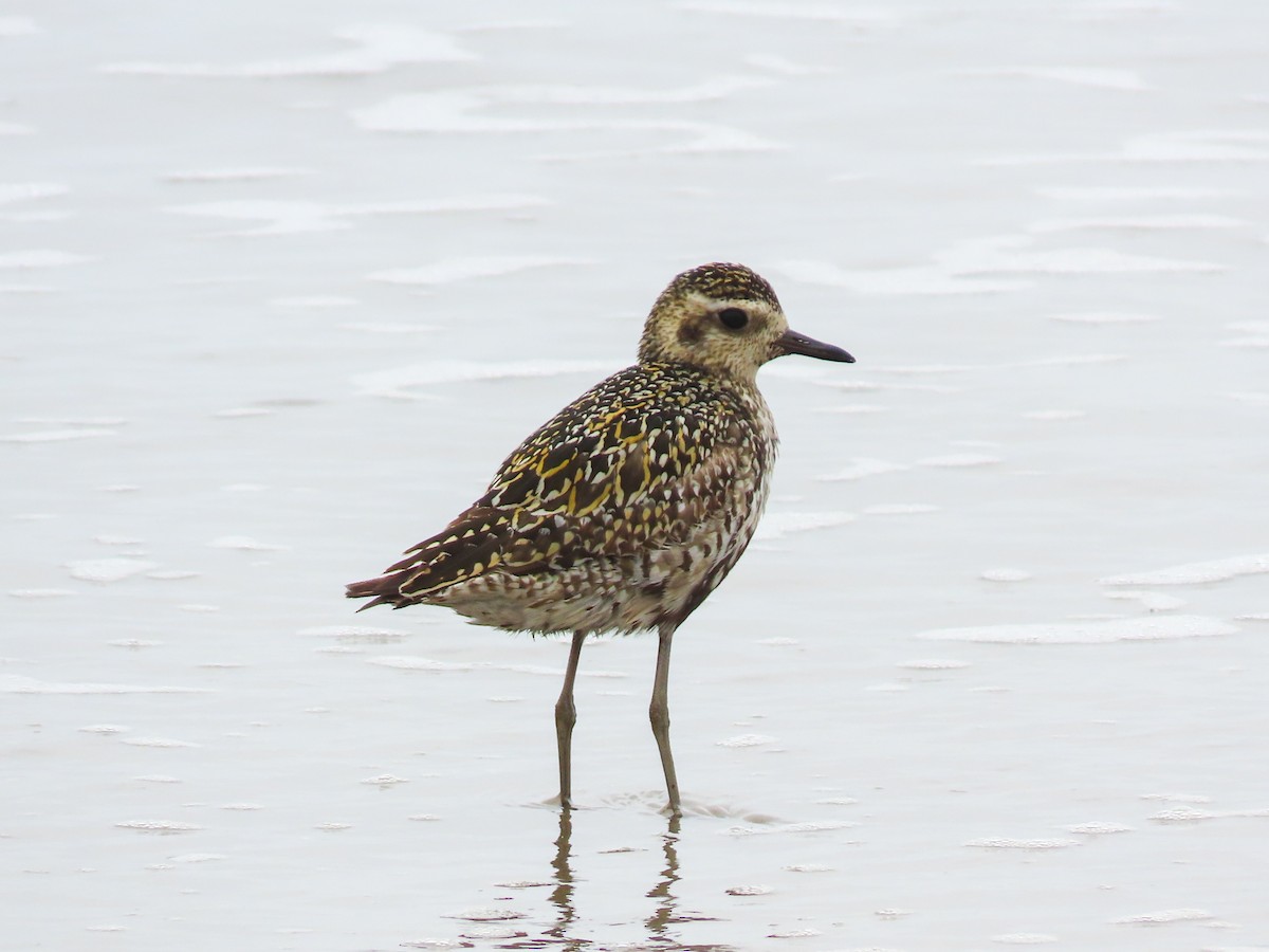 Pacific Golden-Plover - ML623258934