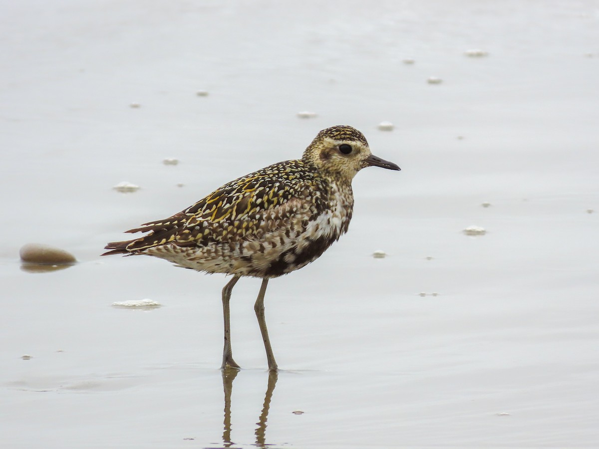 Pacific Golden-Plover - ML623258943