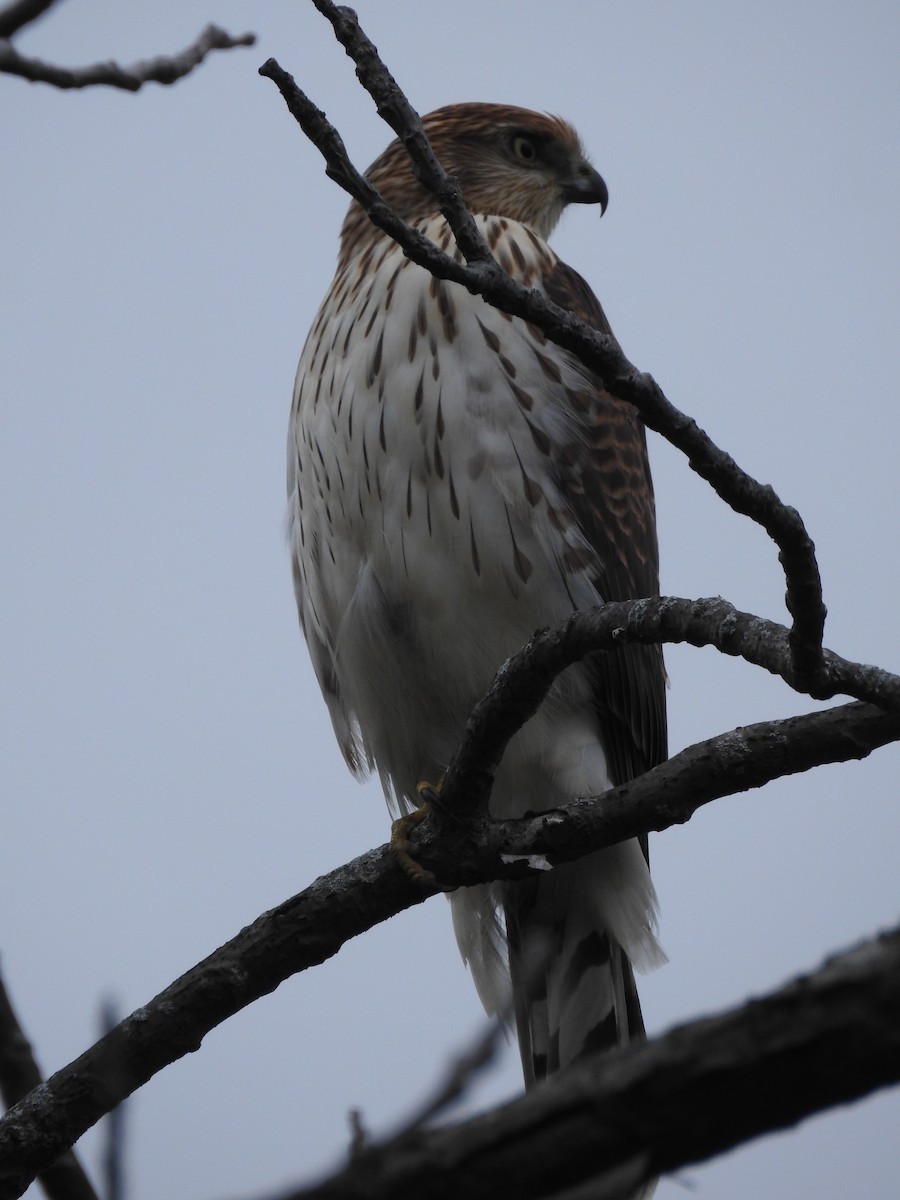 Cooper's Hawk - ML623259021
