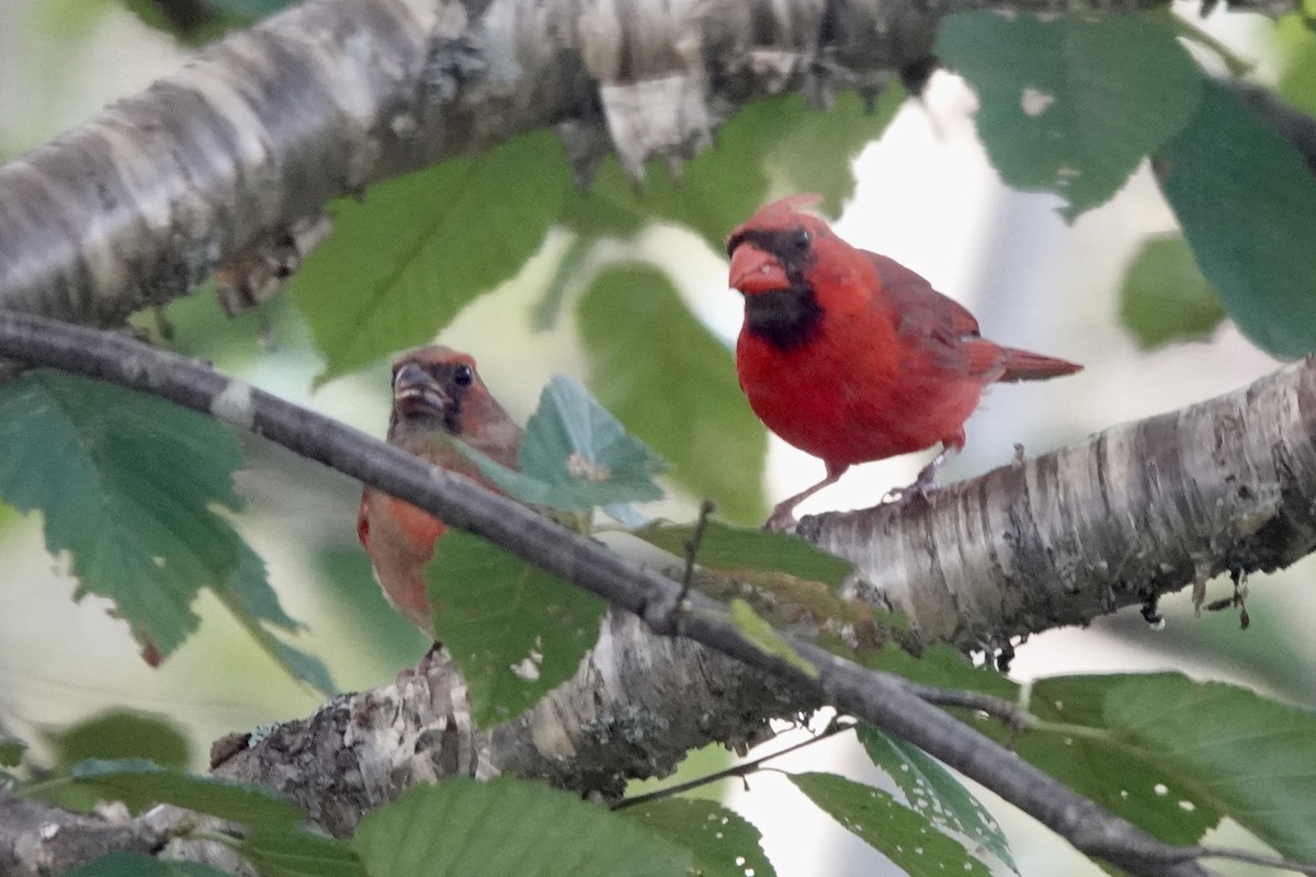 Northern Cardinal - ML623259025